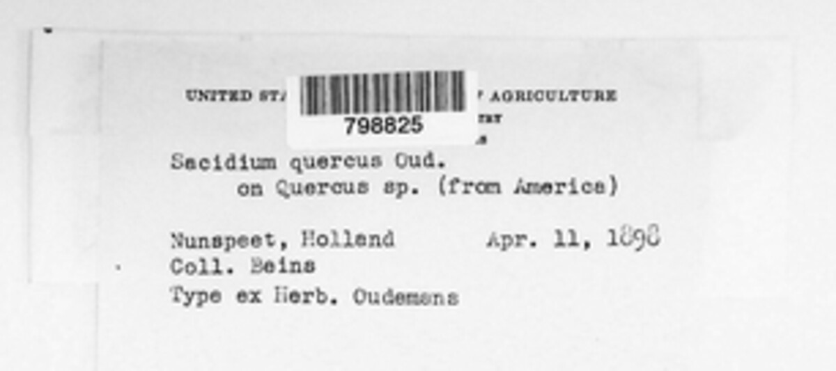 Sacidium quercus image